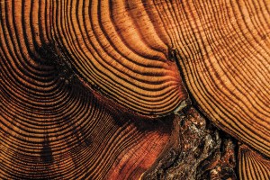 tree-rings-0023_web