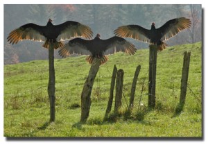turkey vultures