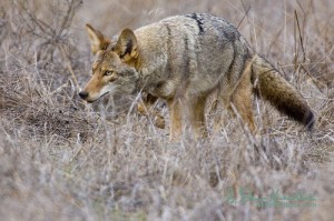 coyote-stalk-by-wildphotons
